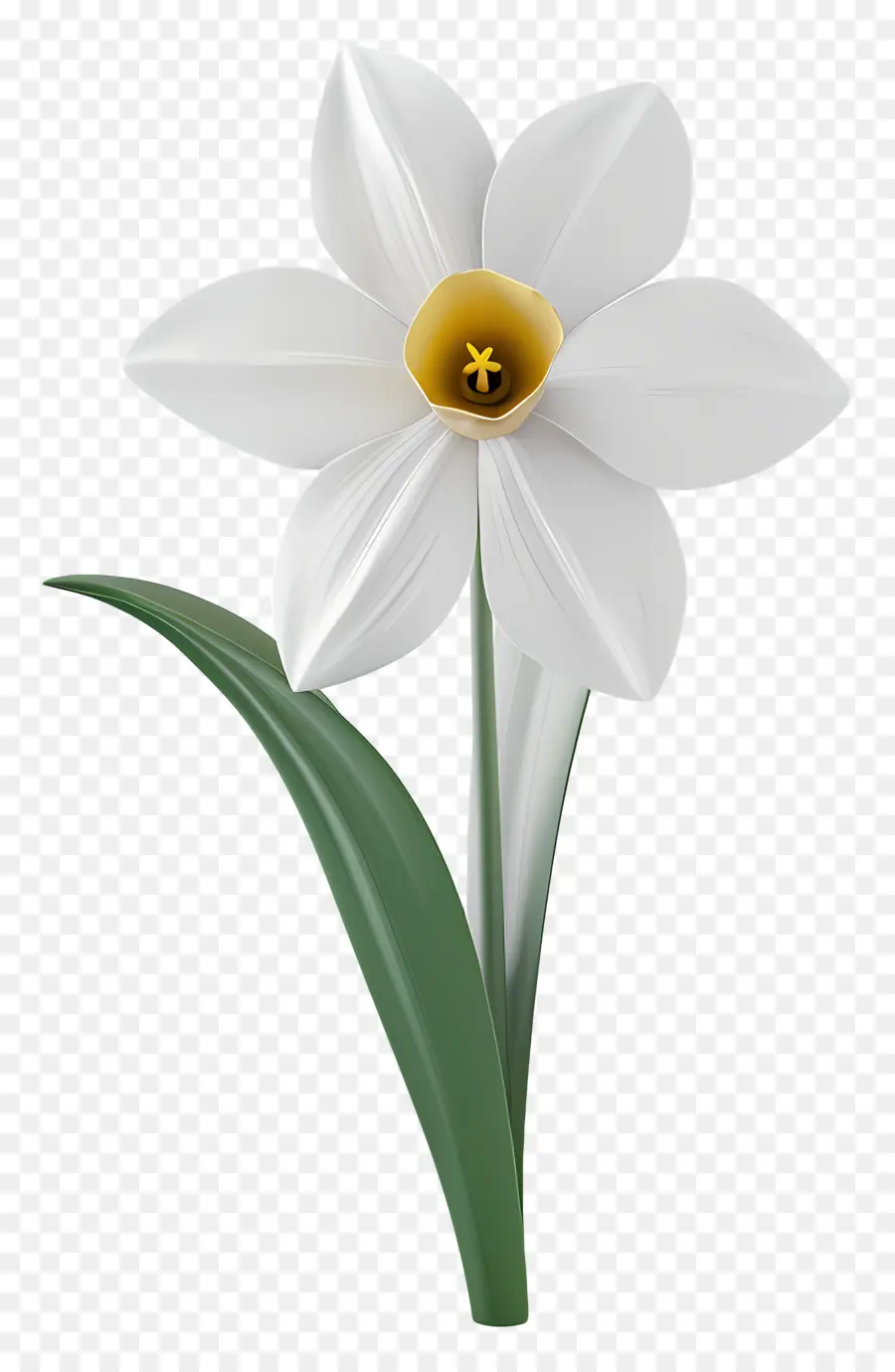 Flor De Daffodil，Flor Branca PNG