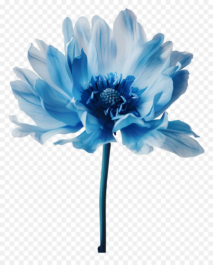 Flor Azul，Branco Centro PNG