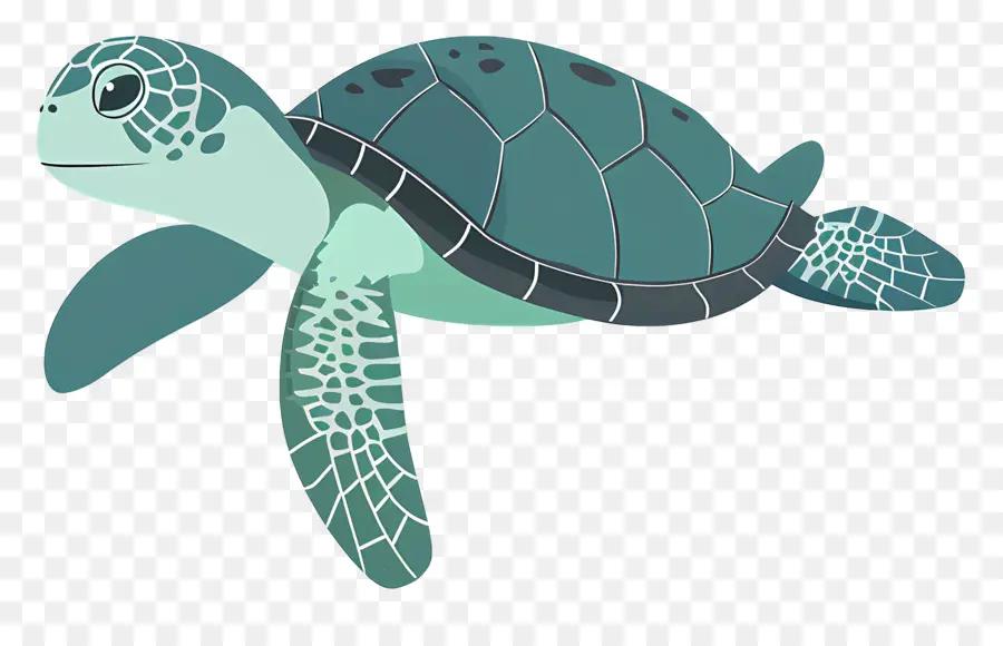 Turtle，A Tartaruga Verde PNG