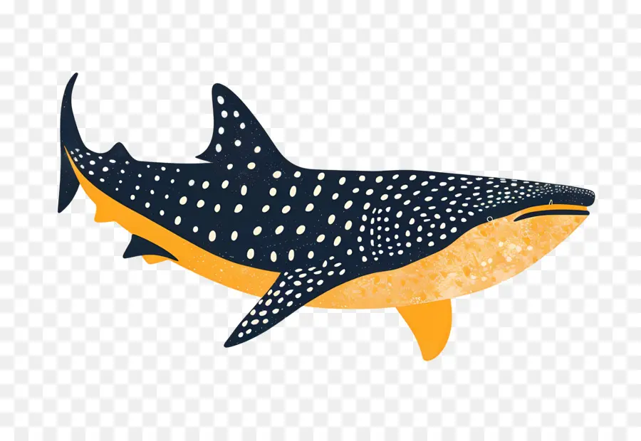 Tubarão Baleia，Tubarão Martelo PNG
