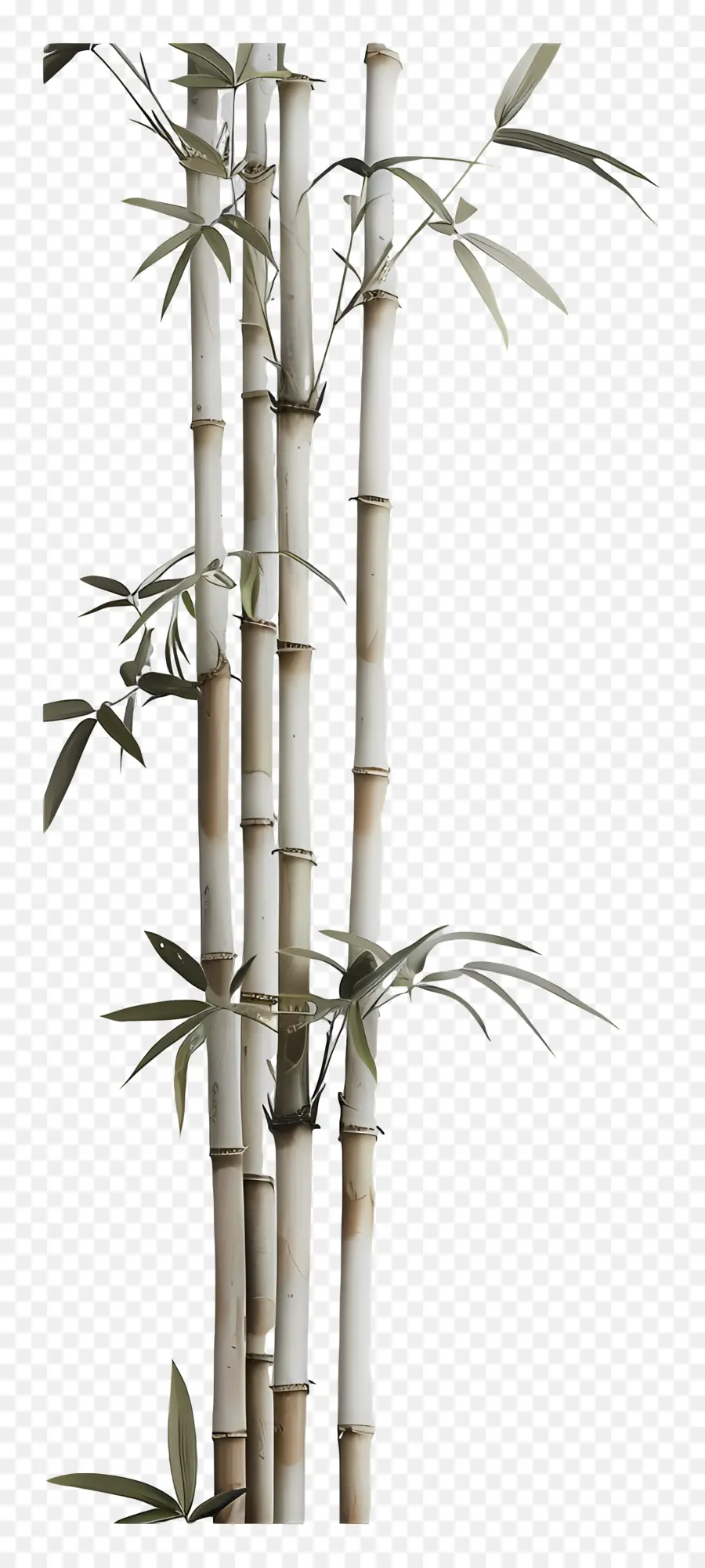 Bambu，Planta De Bambu PNG