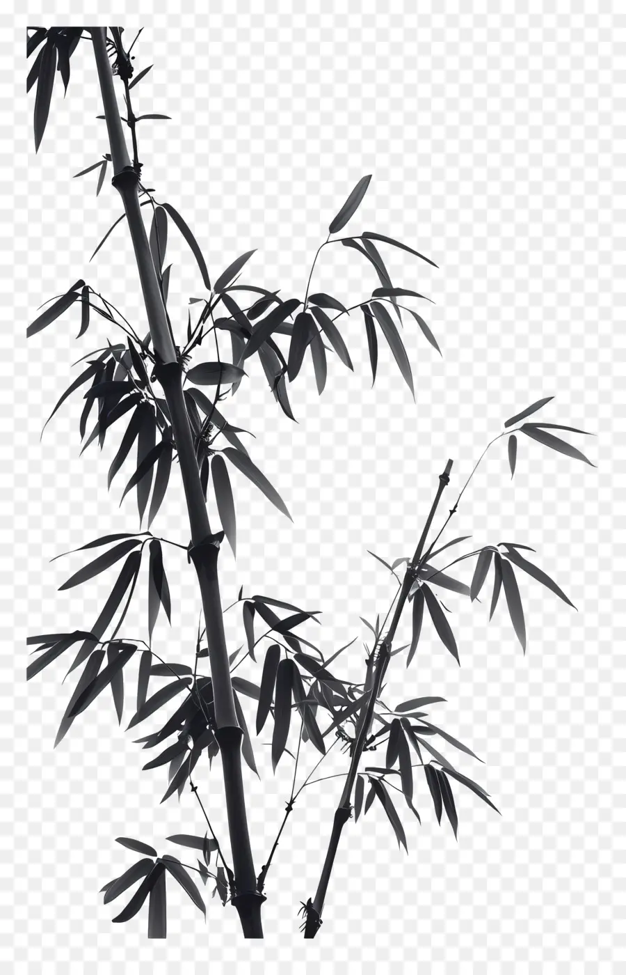 Bambu，Planta PNG