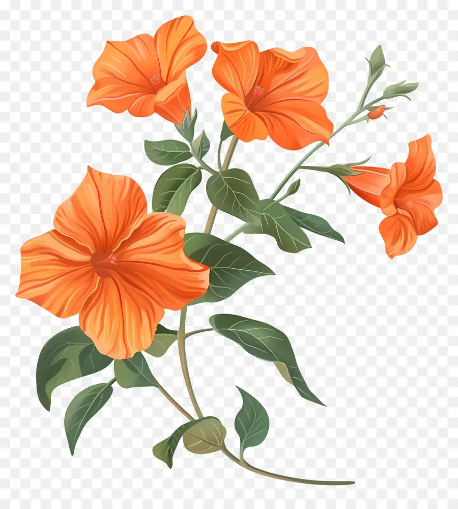 Sandersonia Laranja，Flores De Laranja PNG