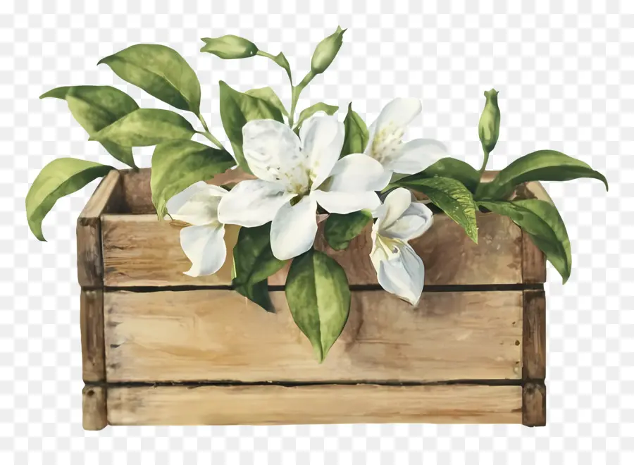 Magnolia Flores，Aquarela PNG