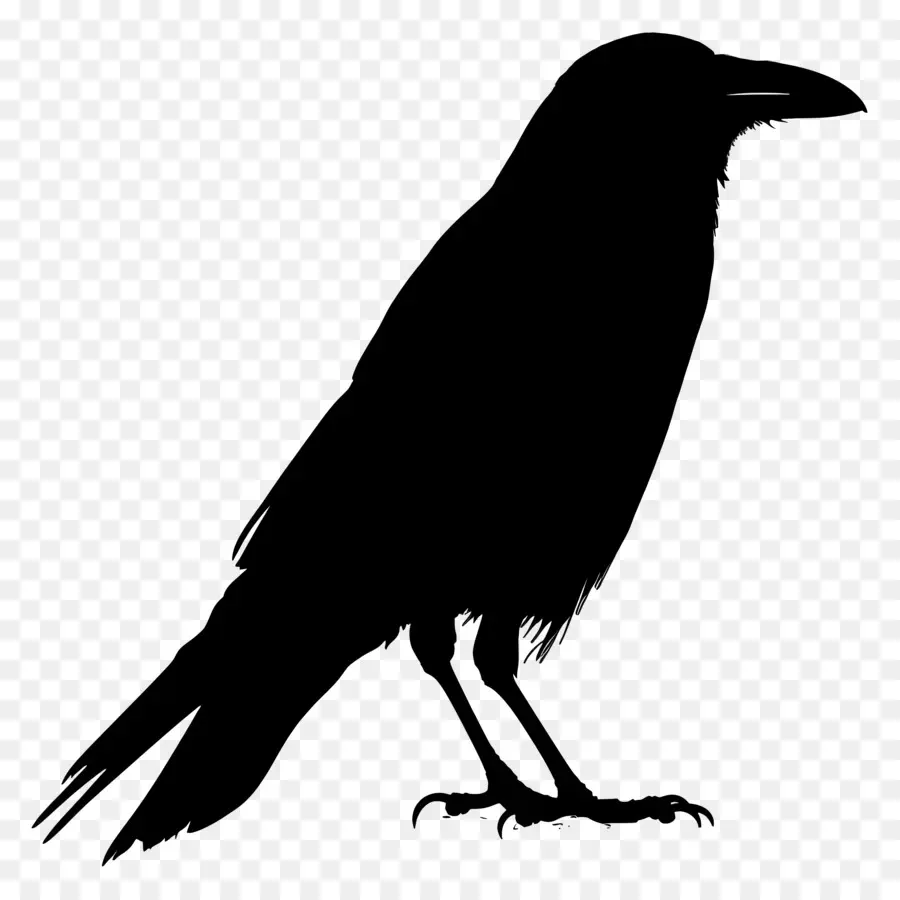 Crow Silhueta，Pássaro Preto PNG
