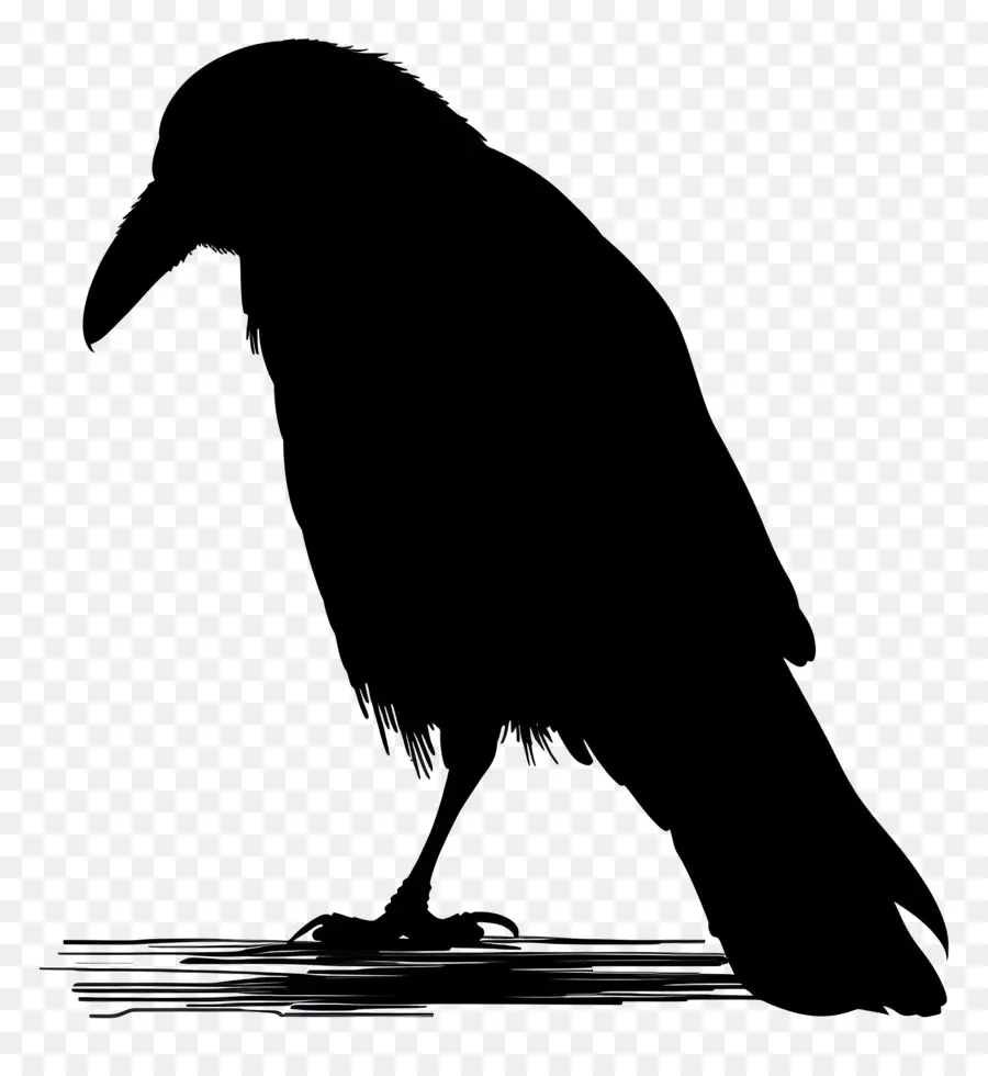 Crow Silhueta，Aves PNG