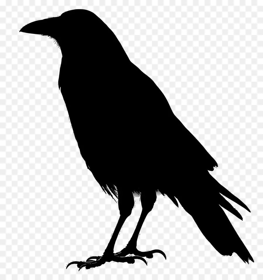Crow Silhueta，Aves PNG