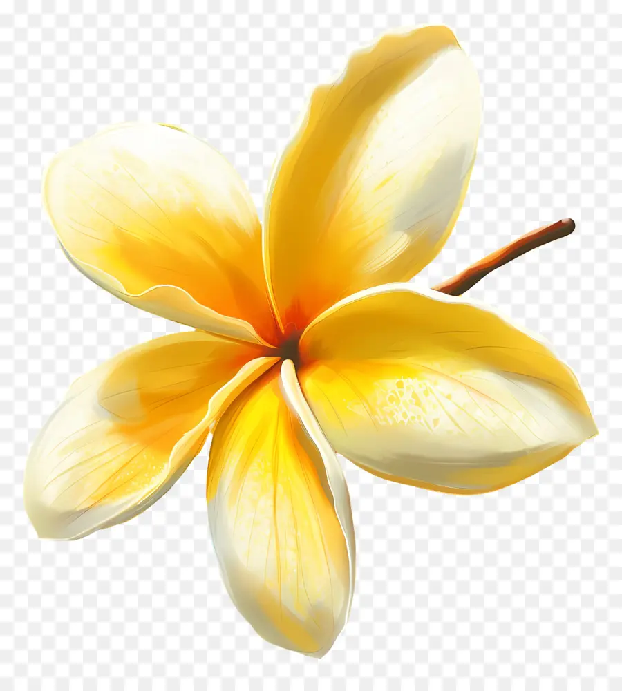 Plumeria Amarela，Flores De Plumeria PNG