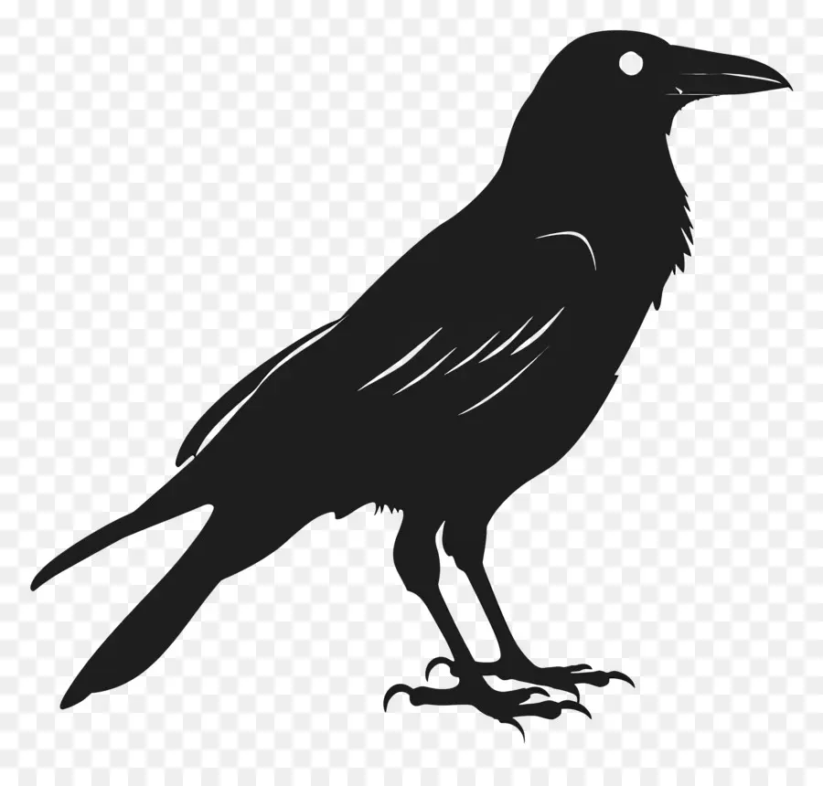 Crow Silhueta，Raven PNG