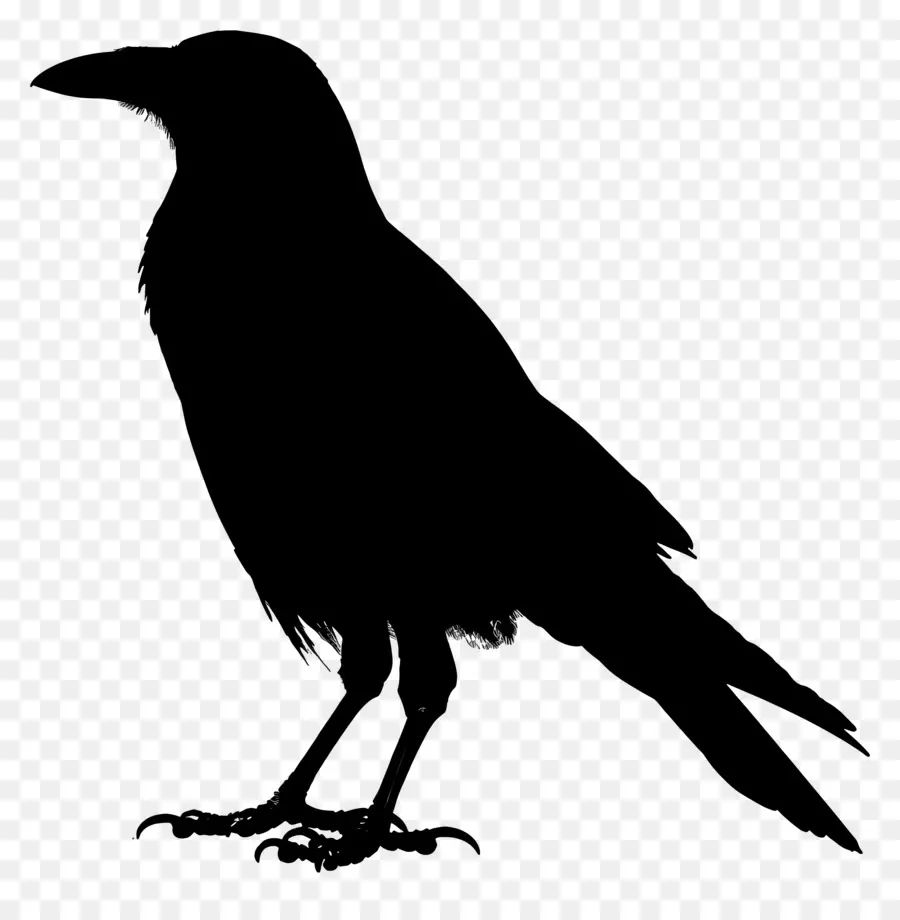 Crow Silhueta，Crow PNG