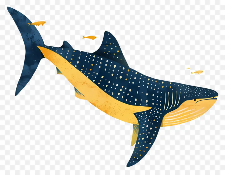 Tubarão Baleia，Baleia PNG