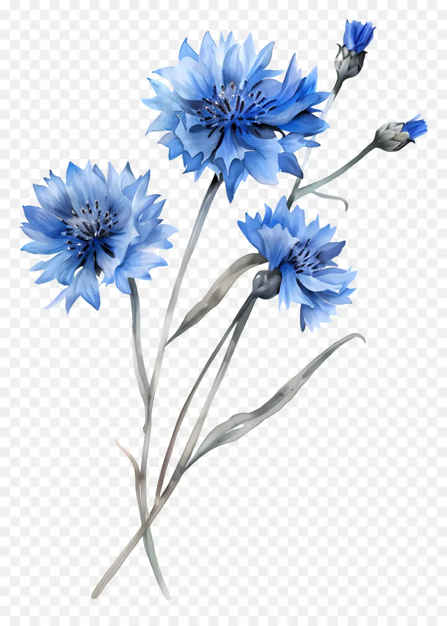 Flores De Milho Azuis，Flores Azuis PNG