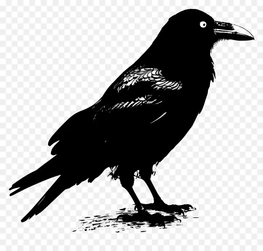 Crow Silhueta，Preto Corvo PNG