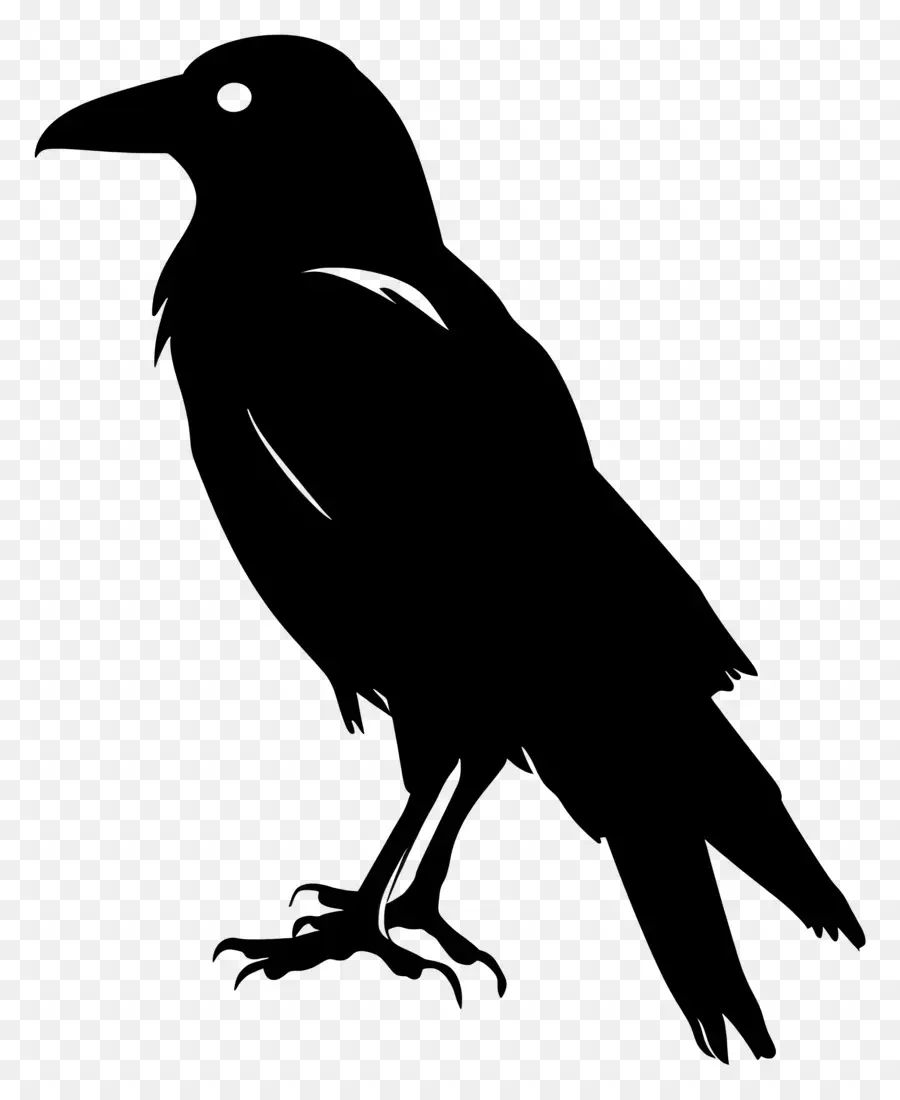 Crow Silhueta，Pássaro Silhueta PNG