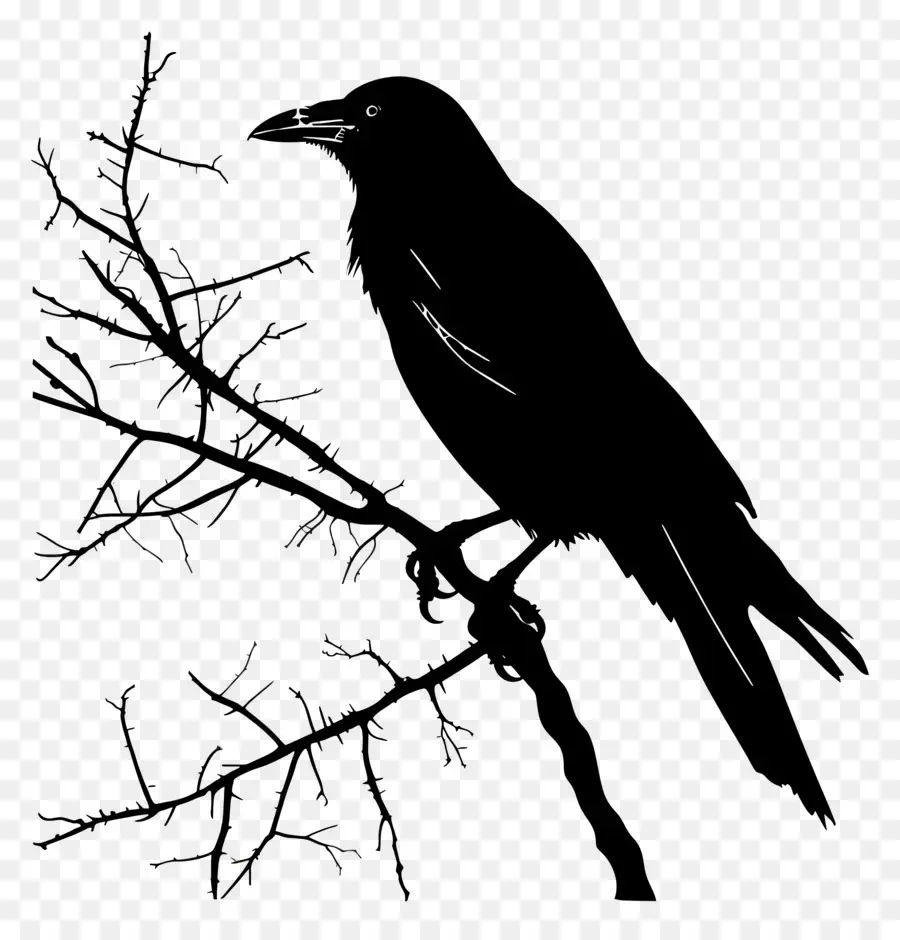 Crow Silhueta，Pássaro Silhueta PNG