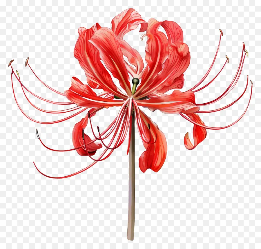 Spider Lily，Orquídea PNG