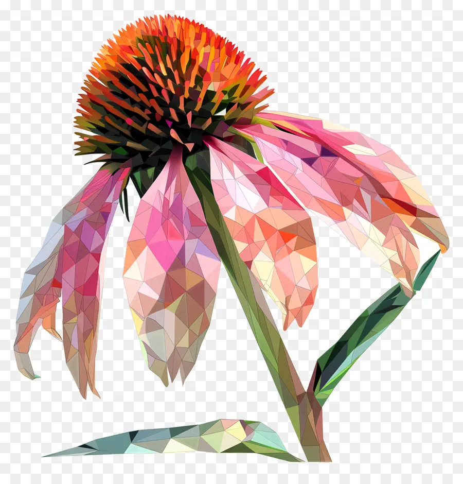 Digital Flor，Echinacea PNG