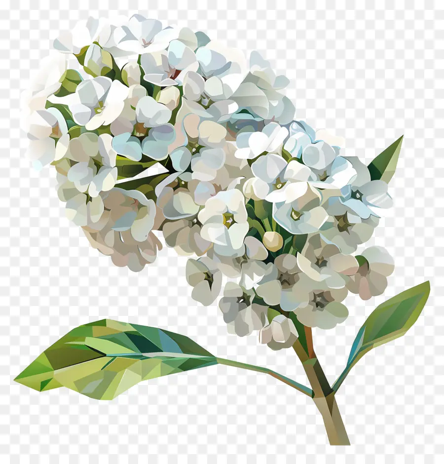 Arte De Flores Digital，Lírio Branco PNG