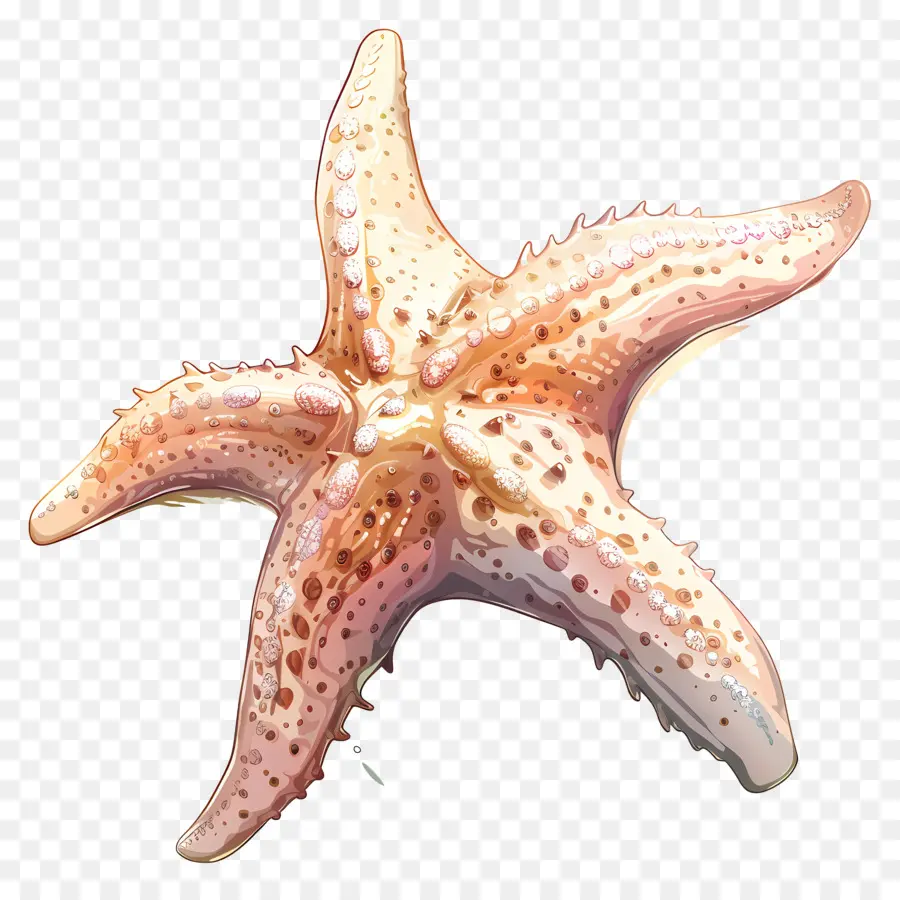 Bonito Estrela Do Mar，Frela Do Mar Animado PNG