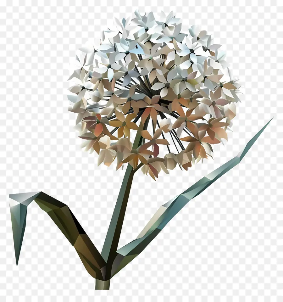 Digital Flor，Cebola Branca PNG