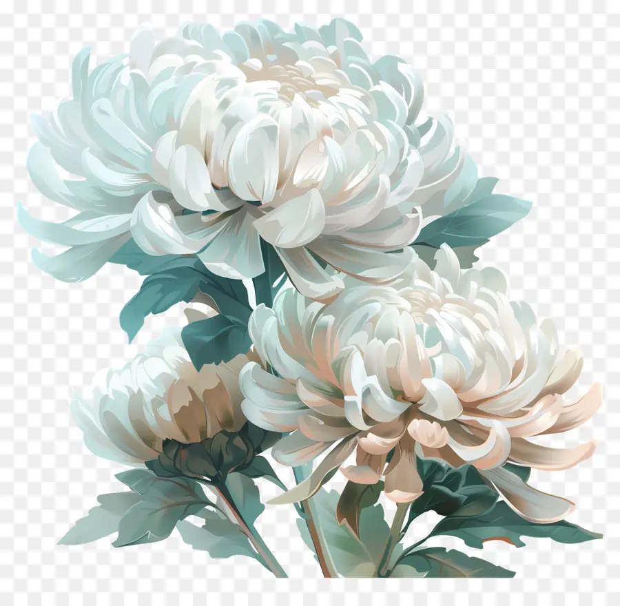 Digital Flor，Crisântemos Brancos PNG