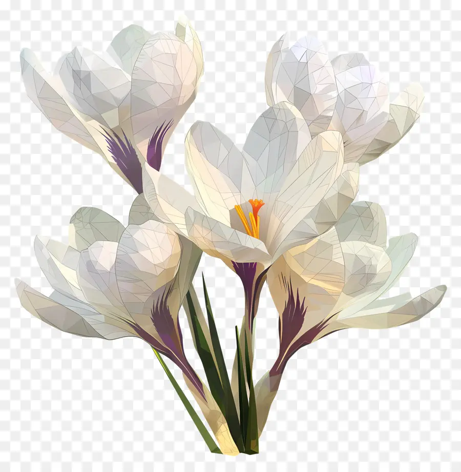 Digital Flor，Açafrados Brancos PNG