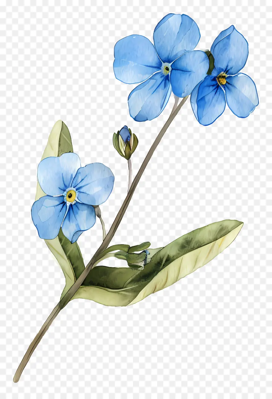 Forgetmenot，Não Te Esqueças De Mim PNG