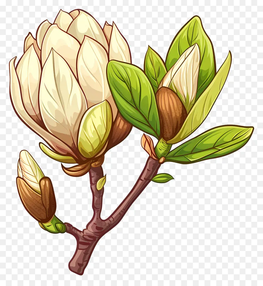 Magnolia Bud，Magnolia Flores PNG