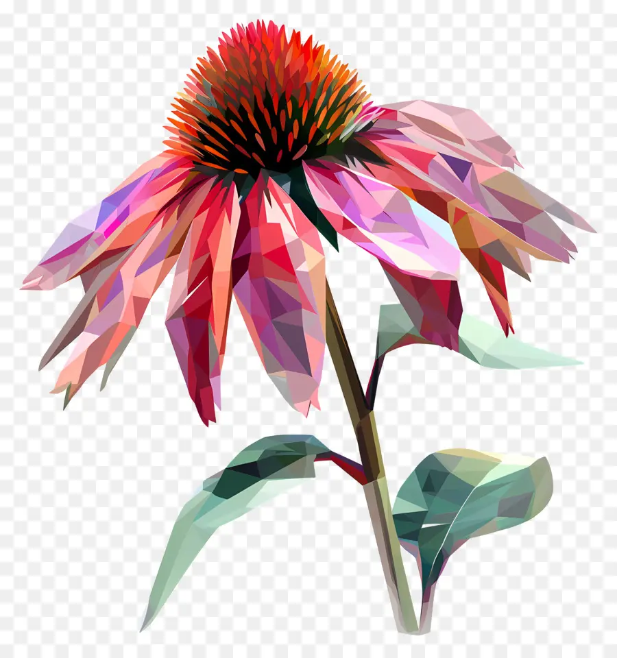 Digital Flor，Poinsettia PNG