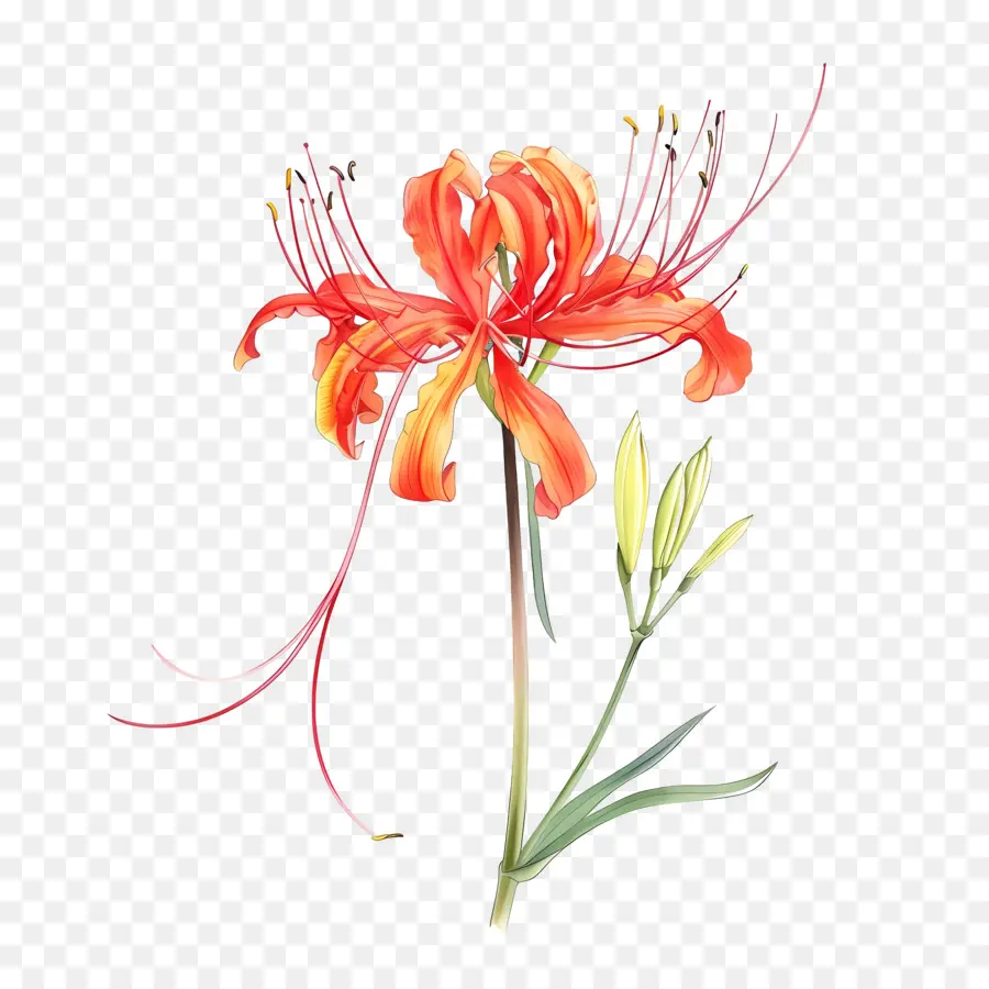 Spider Lily，Pintura Em Aquarela PNG