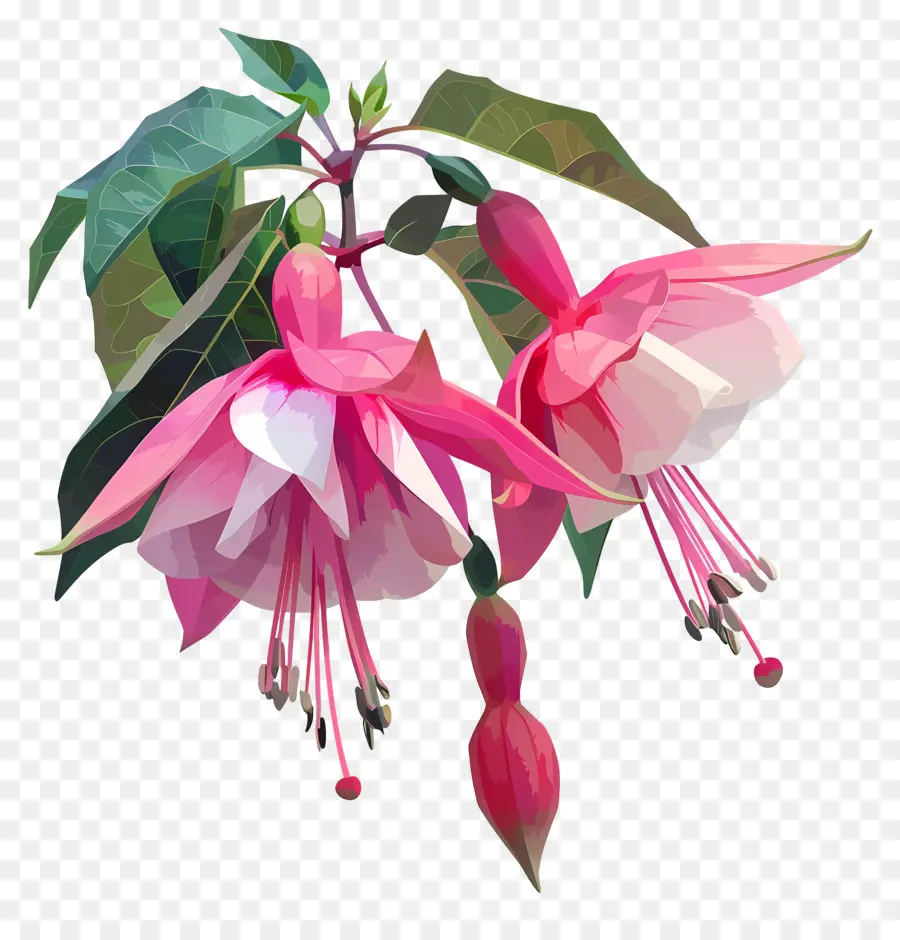 Digital Flor，Fúcsia Flor PNG