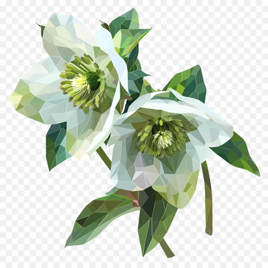 Digital Flor，Flores Brancas PNG