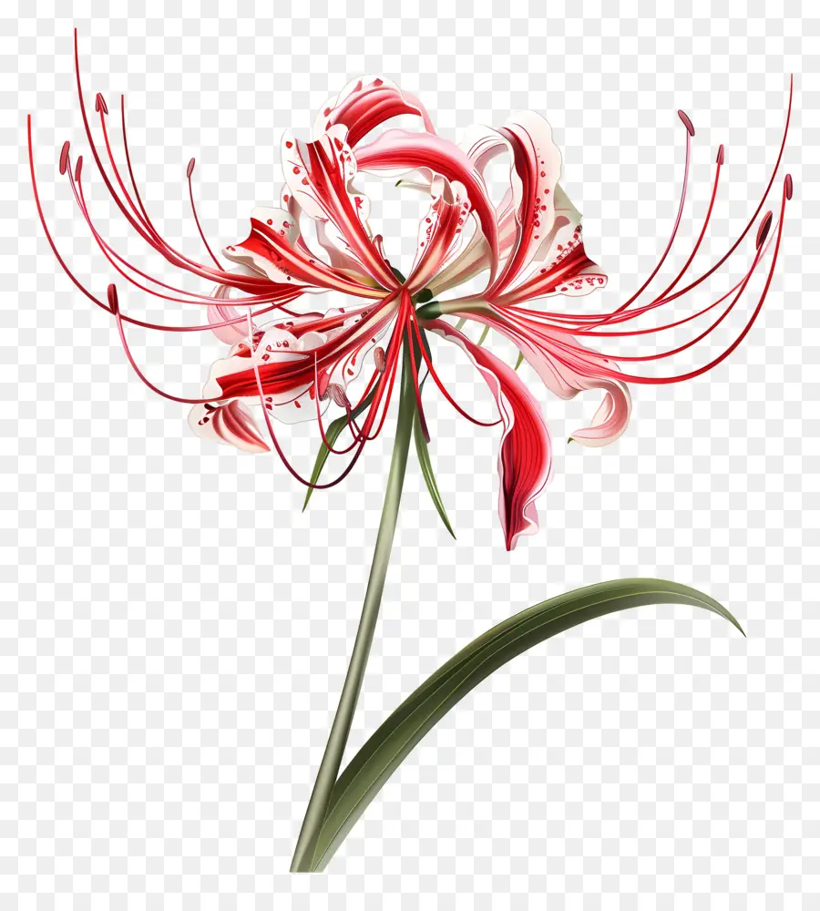 Spider Lily，Lily Vermelha E Branca PNG