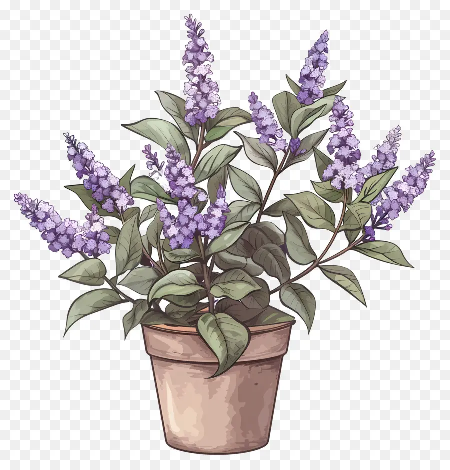 Flores Lilases，Planta Em Vaso PNG