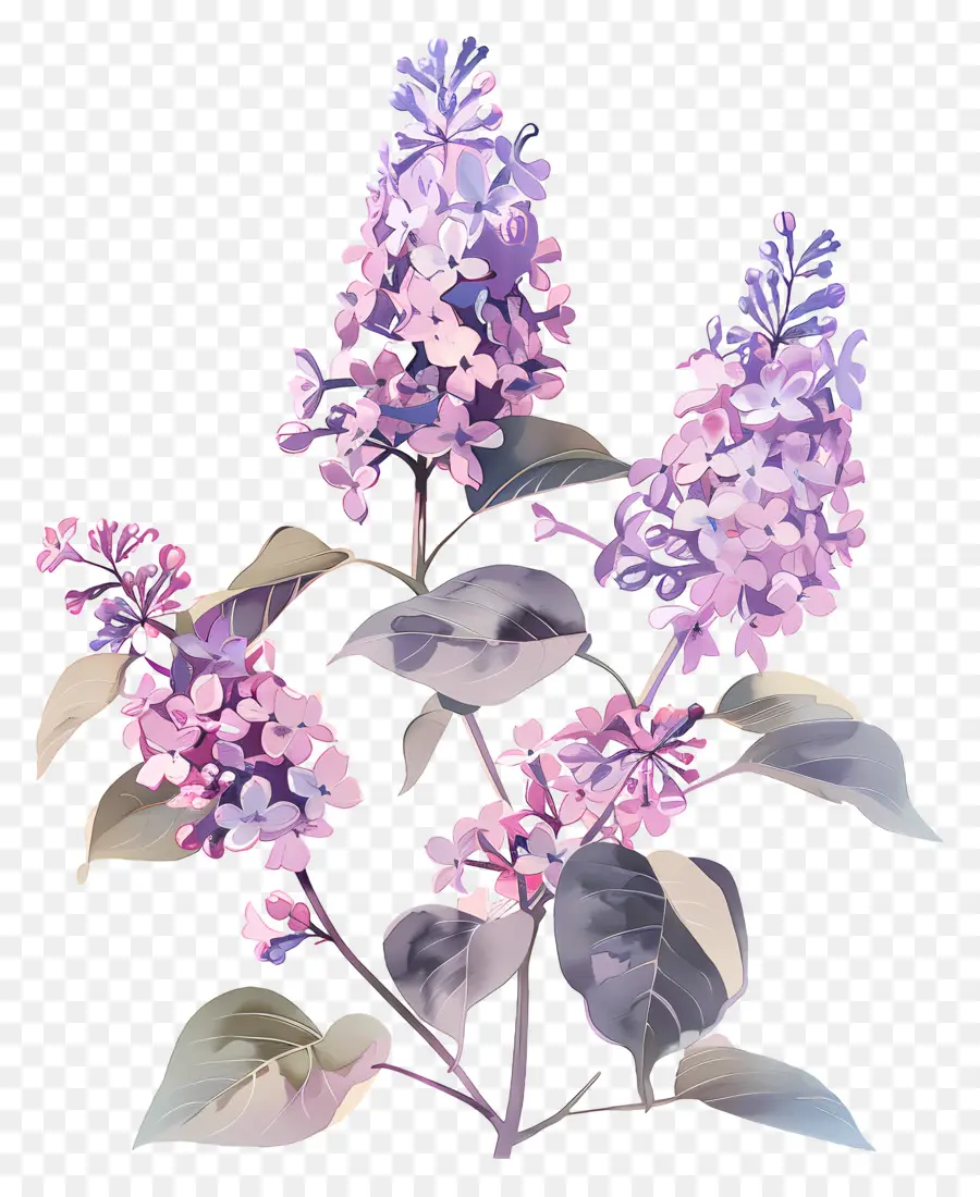 Flores Lilás，Lilacs PNG