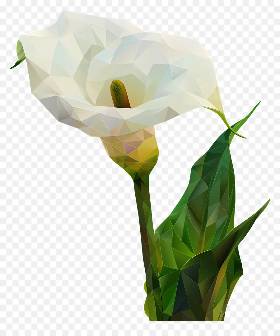 Arte Digital，Calla Lírio PNG