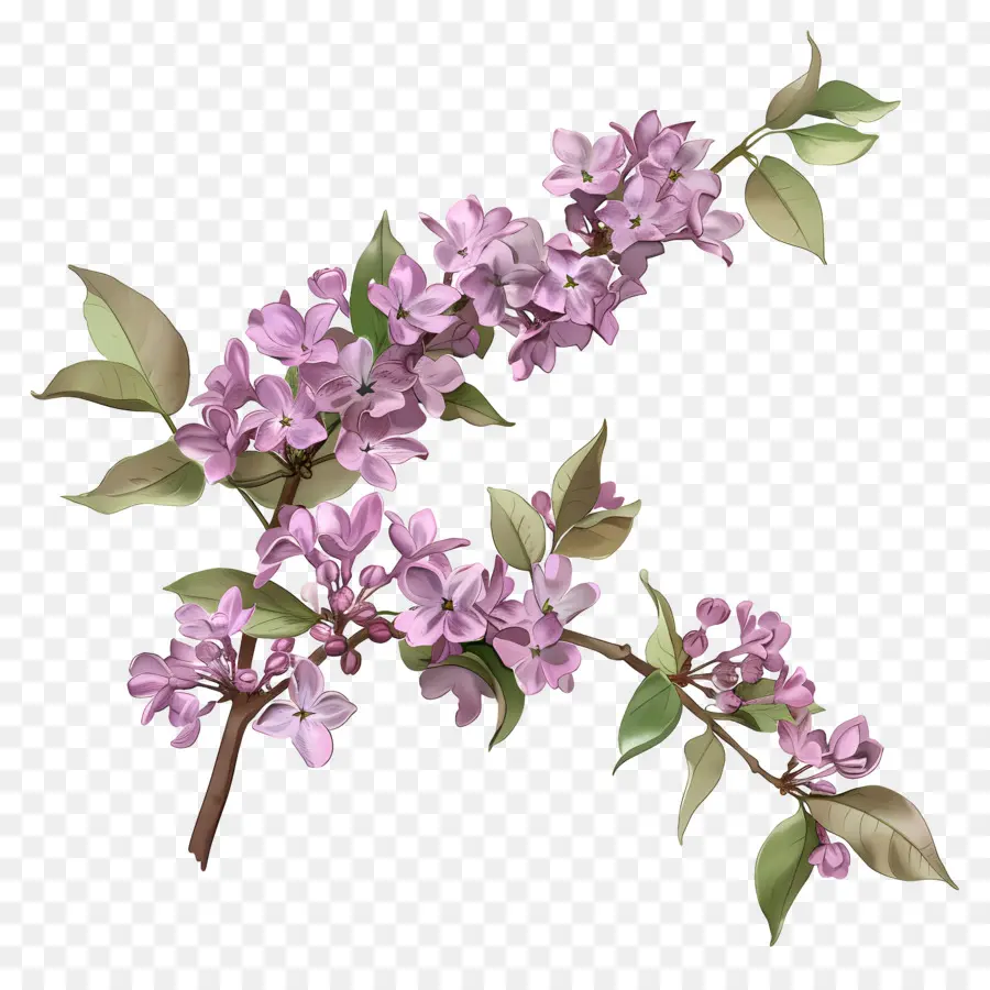 Flores Lilás，Lilacs PNG