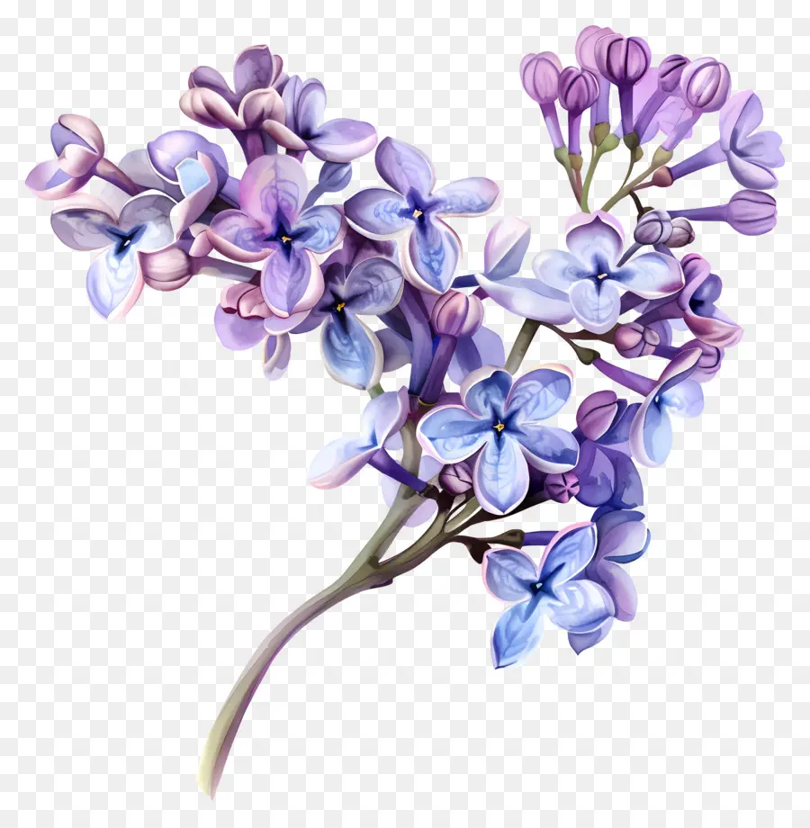 Flores Lilás，Lilacs PNG