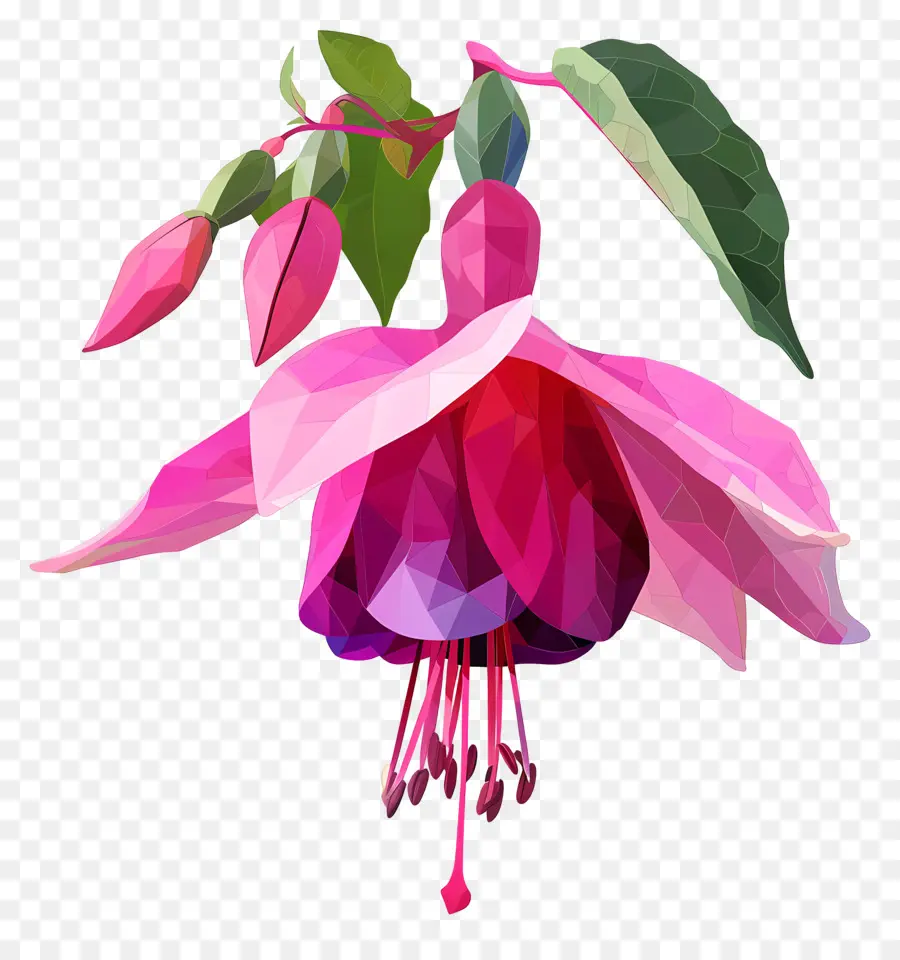 Digital Flor，Fúcsia Flor PNG