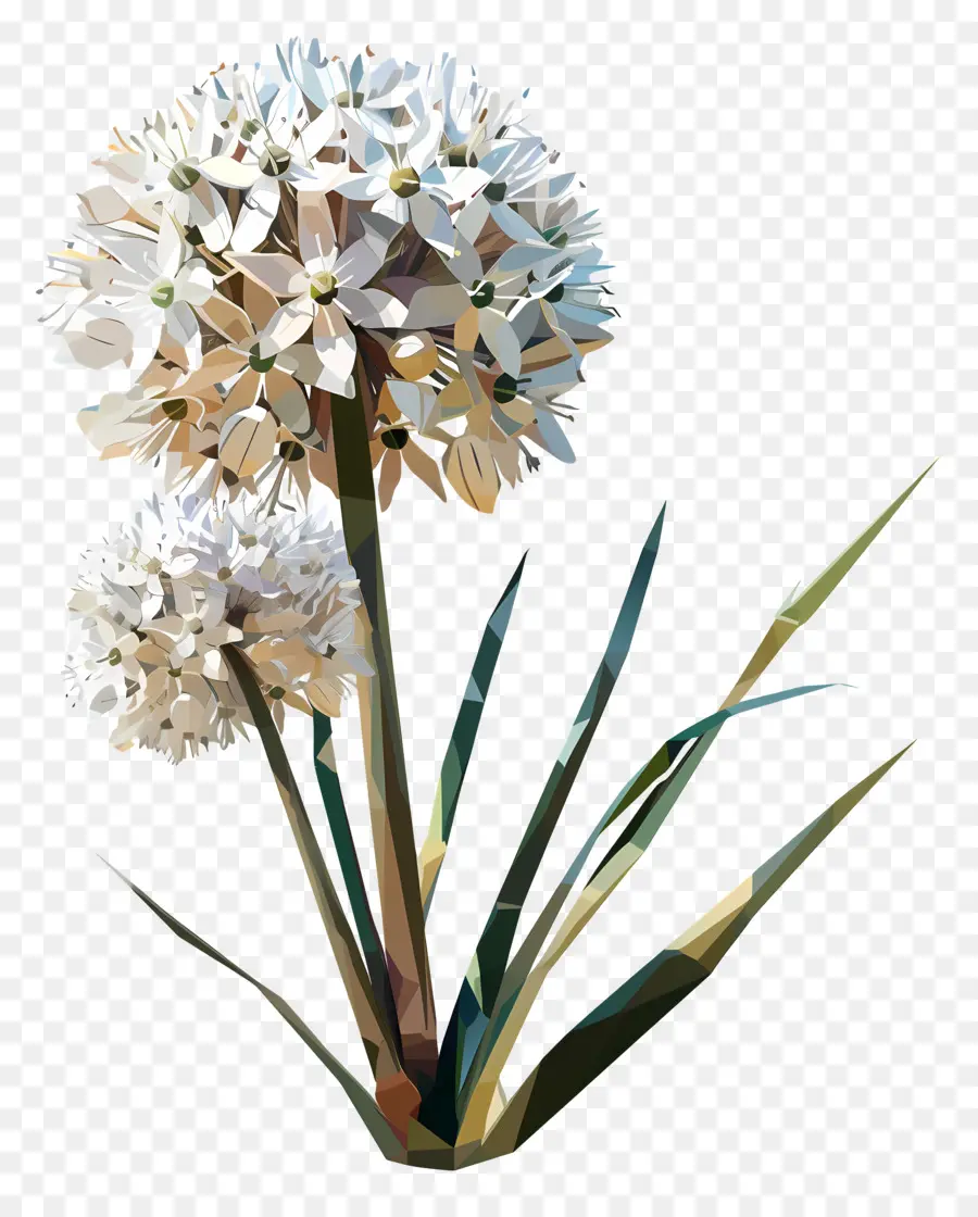 Digital Flor，Cebola Branca PNG