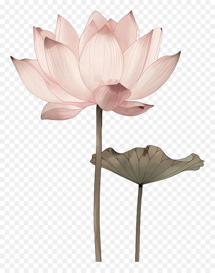 Lotus，Flor De Lótus PNG