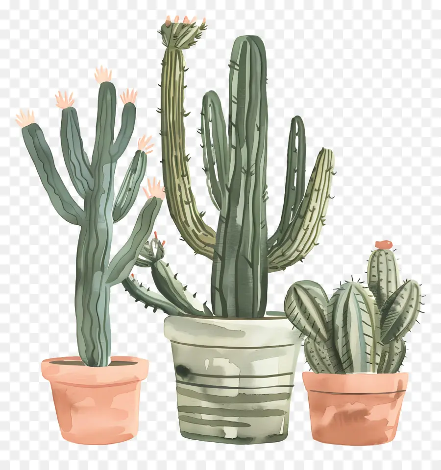 Cactus，Cactos PNG