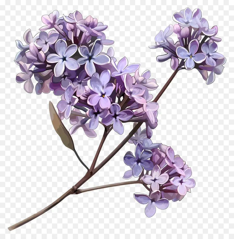 Flores Lilás，Fechar PNG
