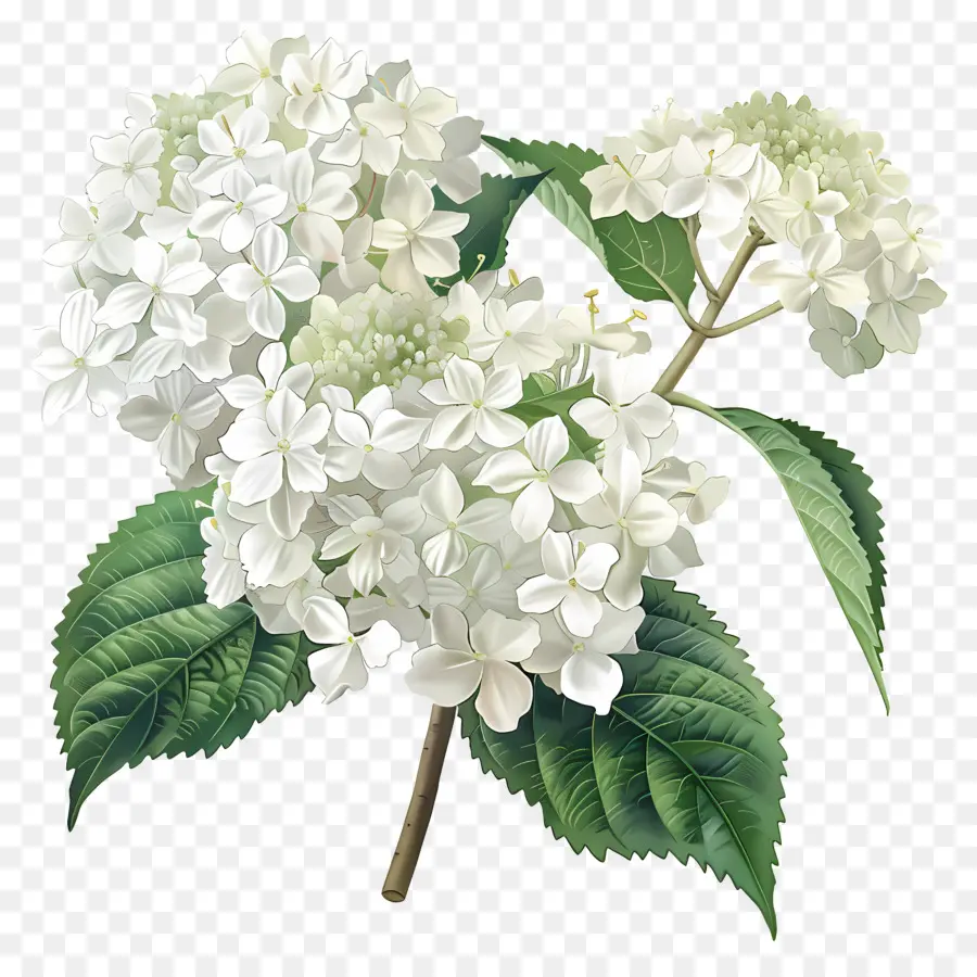 Hortênsia Branca，Flor De Hibisco PNG