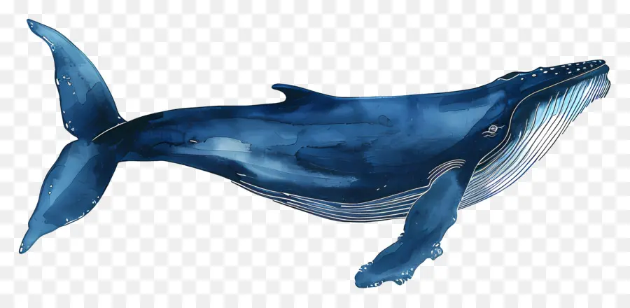 Baleia Azul，Vida Marinha PNG