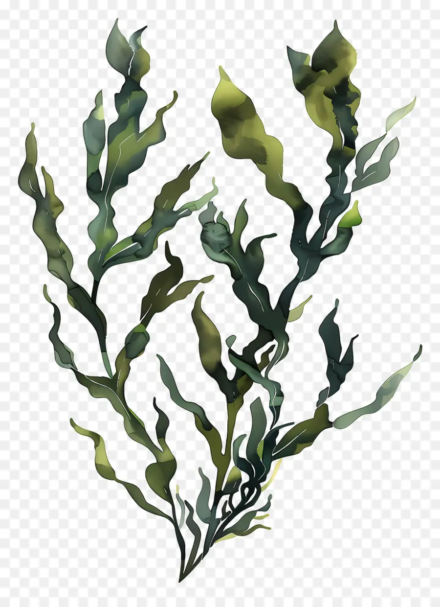 Alga Marinha De Algas，Planta Verde PNG