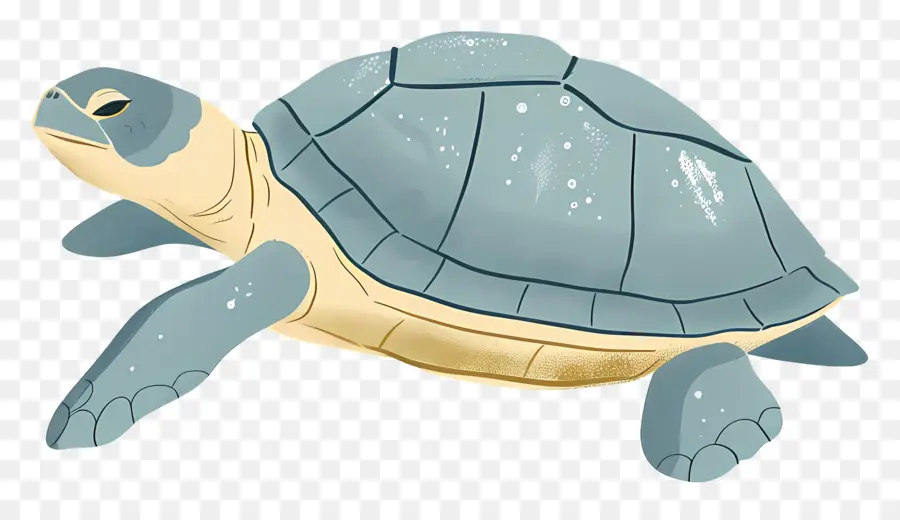 Cartoon Tartaruga，Turtle PNG