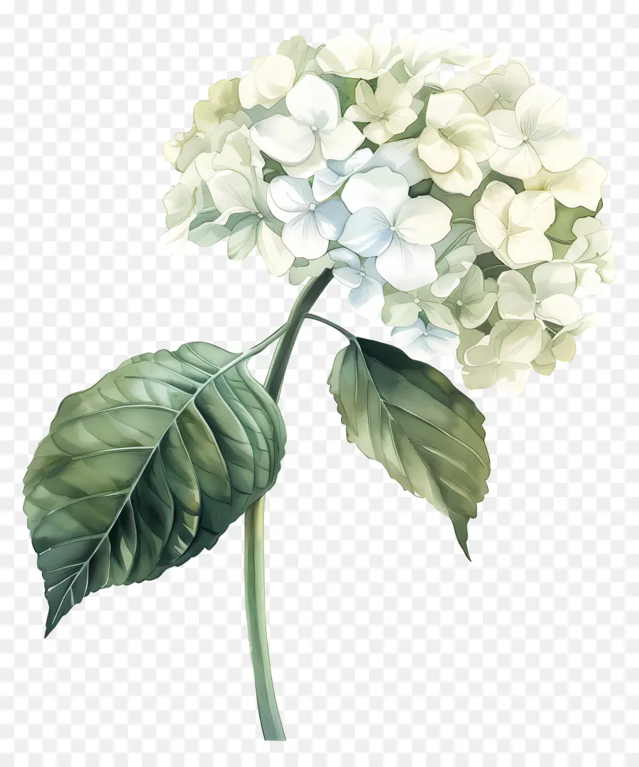 Hortênsia Branca，Flor De Hidrante PNG