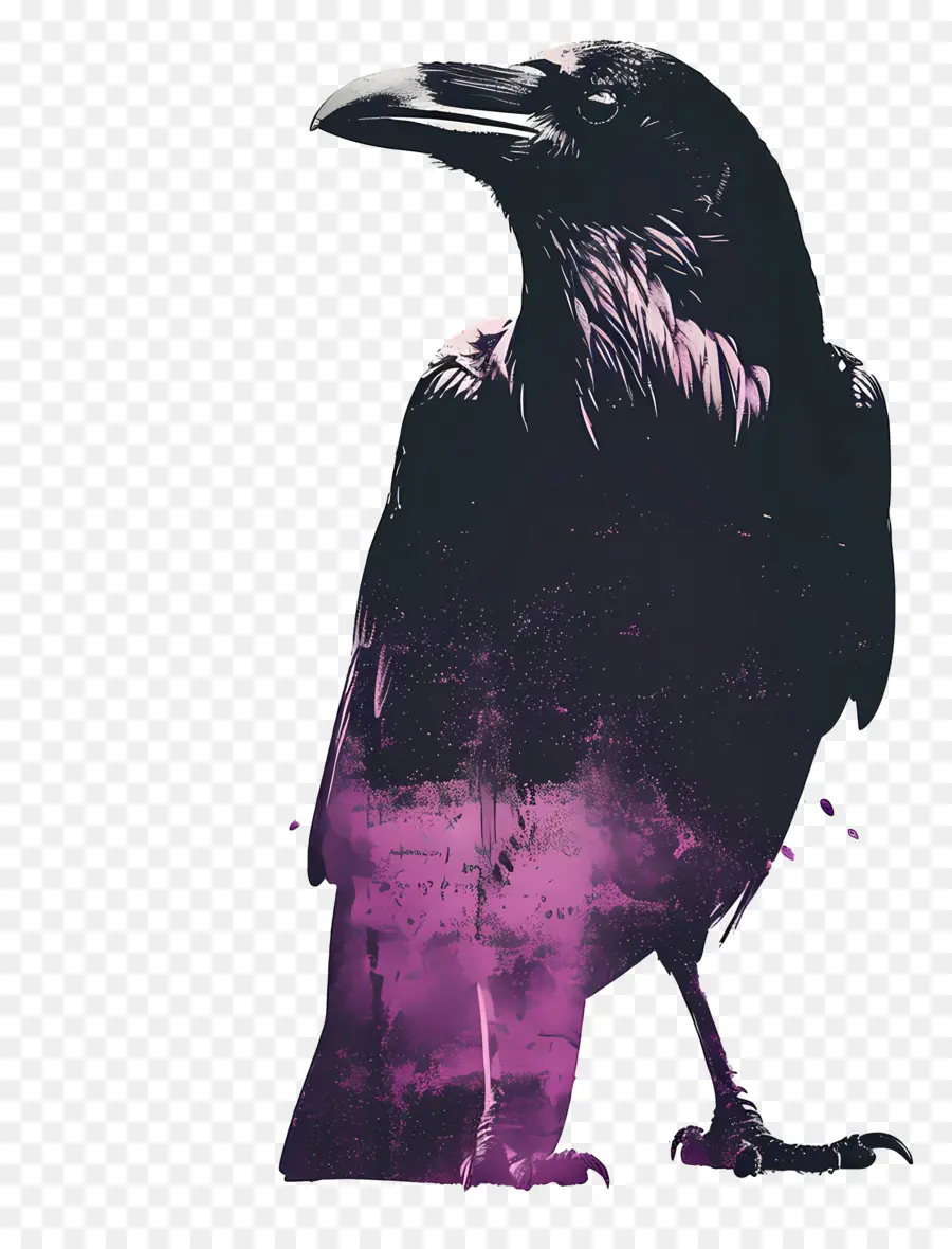 Raven，Silhueta PNG