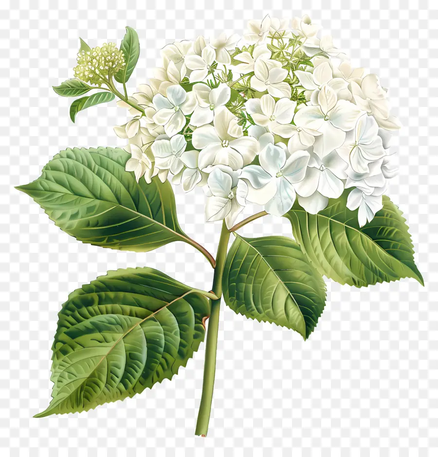 Hortênsia Branca，Flor Branca PNG